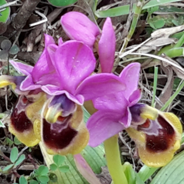Ophrys tenthredinifera